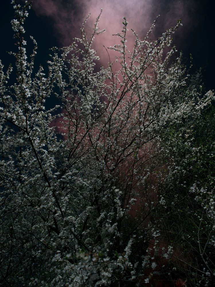 Piękno XIX-wiecznych obrazów natury przeniesione na pole fotografii w projekcie "Blossom" 4