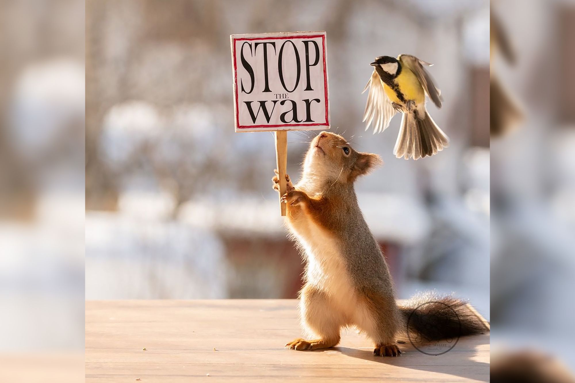 Każdy pokazuje sprzeciw jak może. Fotograf pokazał protestujące wiewiórki 1