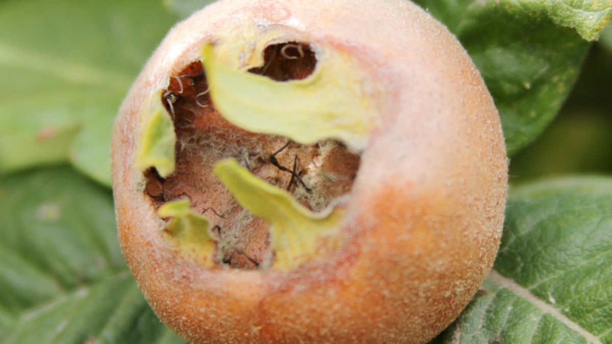 Nieszpułka była niegdyś popularnym owocem