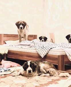 Brzeg. Kolejna nielegalna hodowla. TOZ i policja w walce z 50 dzikimi psami