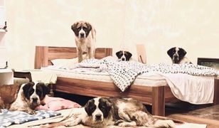 Brzeg. Kolejna nielegalna hodowla. TOZ i policja w walce z 50 dzikimi psami