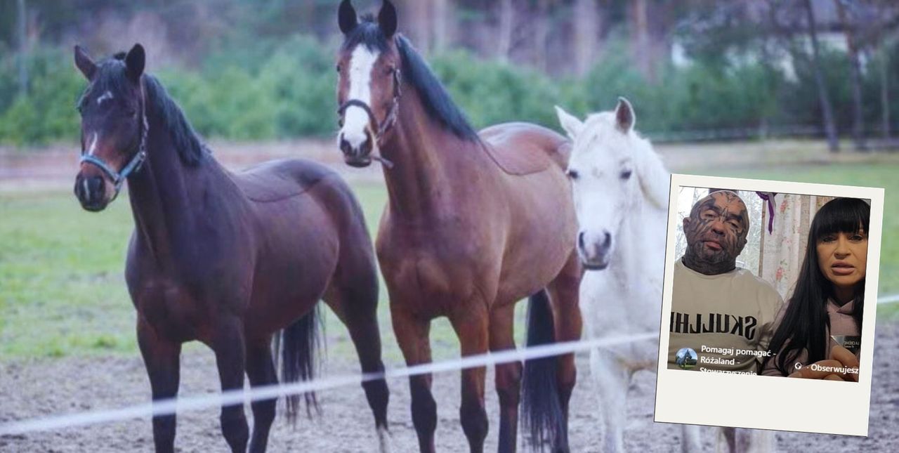 Udało się zebrać środki na ziemię dla koni Różalandu! Azyl na zawsze będzie ich domem!