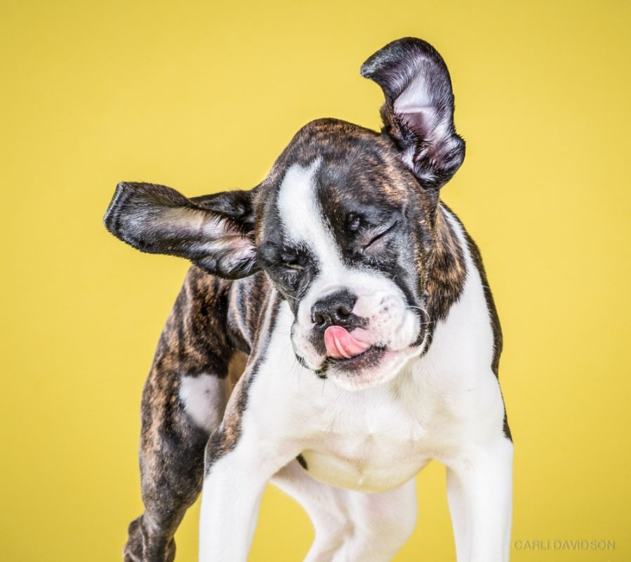 Shake Puppies - zakręcone szczeniaki Carli Davidson 8