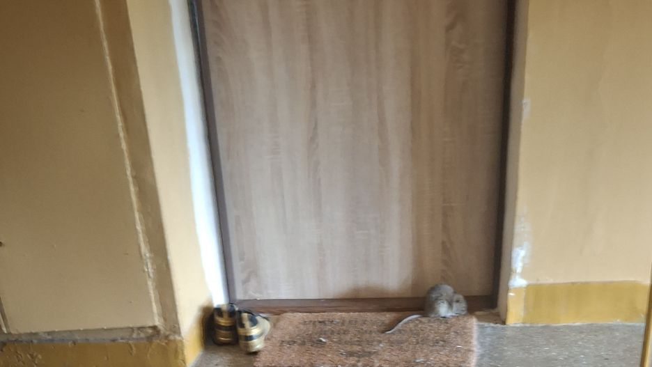 Gryzoń na wycieraczce