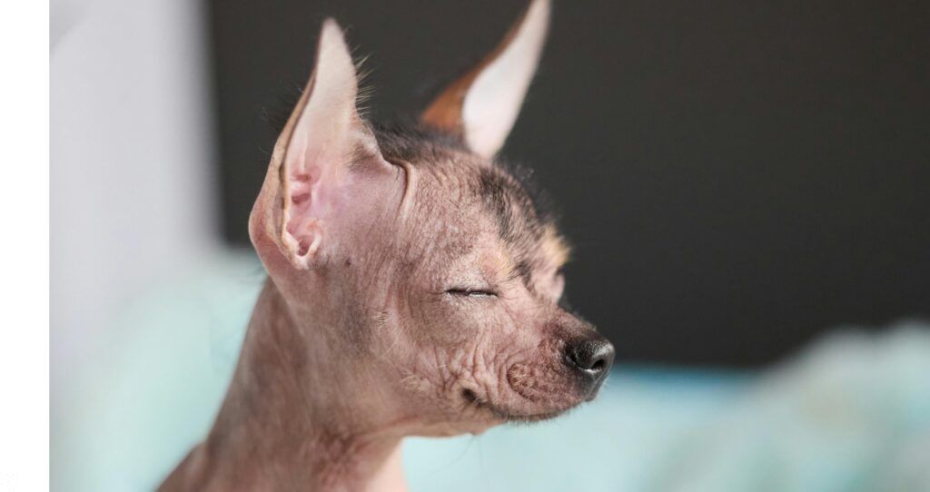 Xoloitzcuintli szczeniak