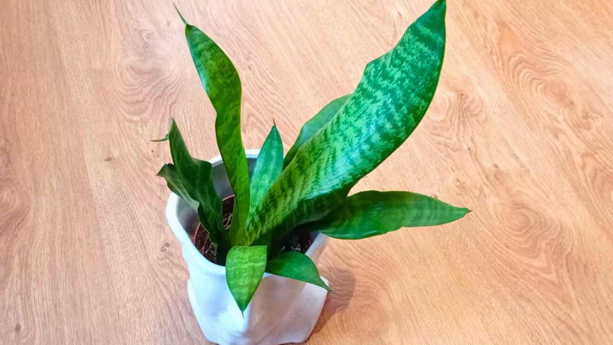Dzięki tym trikom moja sansewieria kwitnie bujnie