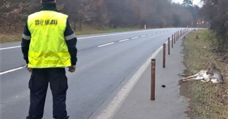 Potrącił dzikie zwierzę i odjechał. Taki zapłaci mandat