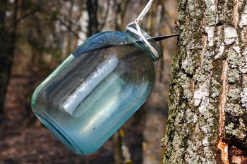 Ten sok wspiera odporność na wiosnę. Już za chwilę będzie można go ściągać