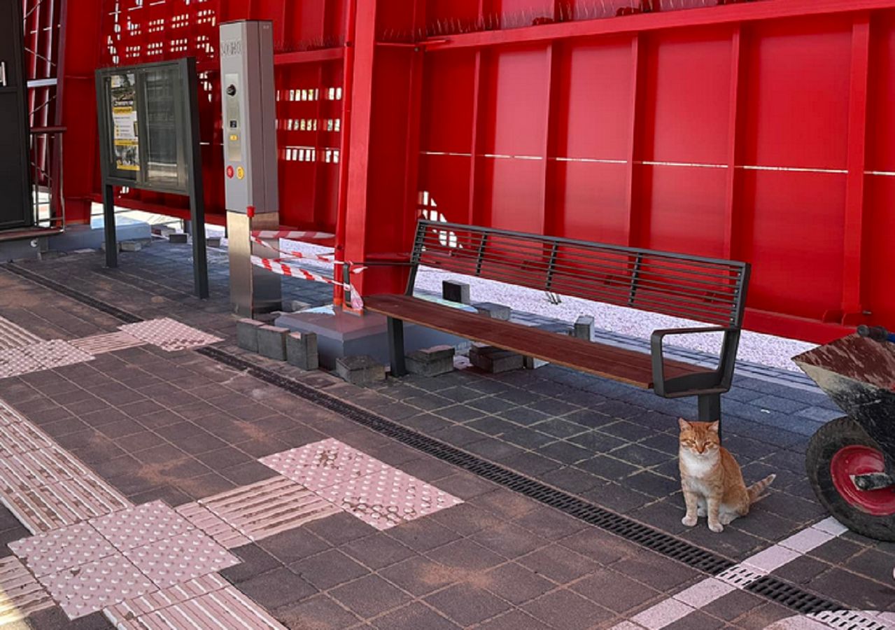 Kot odprowadził swoich opiekunów na pociąg. Później sam wrócił do domu