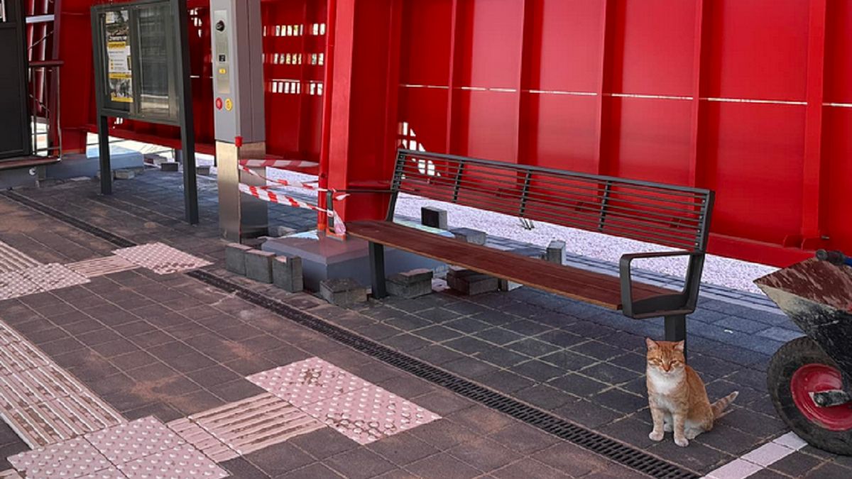 Kot odprowadza właścicieli na peron.