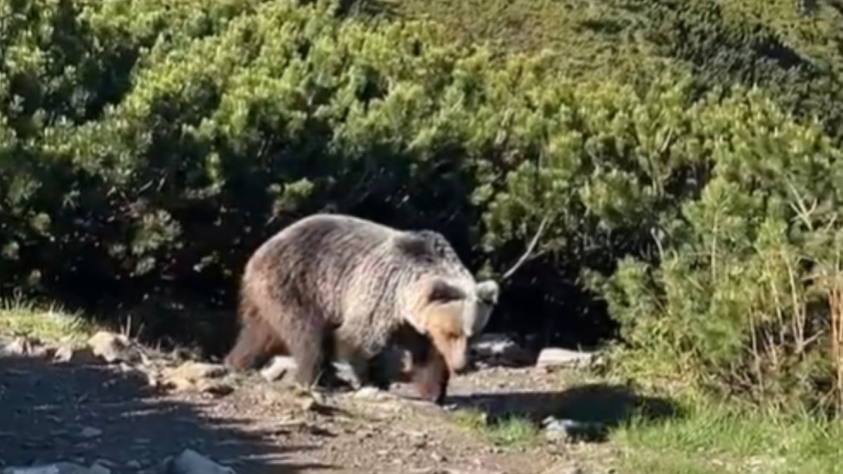 Odpoczywali na szlaku, a obok nich pojawił się niedźwiedź. 