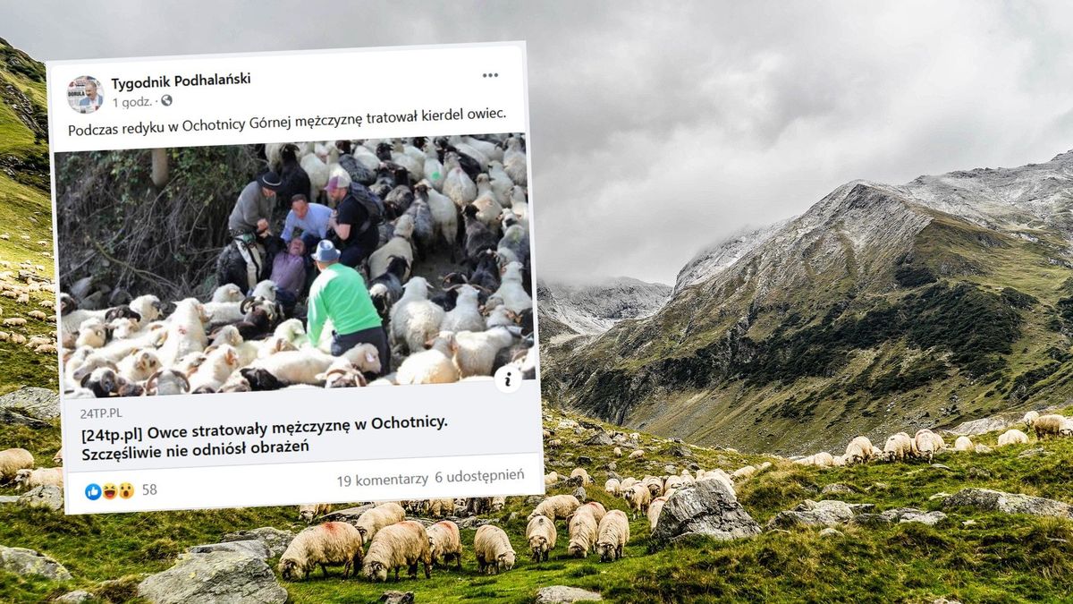 Owce stratowały mężczyznę w Ochotnicy. 