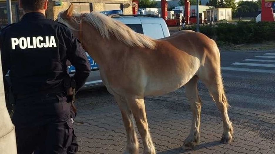 Koń oddalił się od stada. Wędrował przez 15 kilometrów