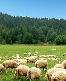 Projekt TRaFooN: Naukowcy wspierają małych producentów żywności na rynkach europejskich