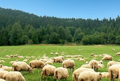 Projekt TRaFooN: Naukowcy wspierają małych producentów żywności na rynkach europejskich