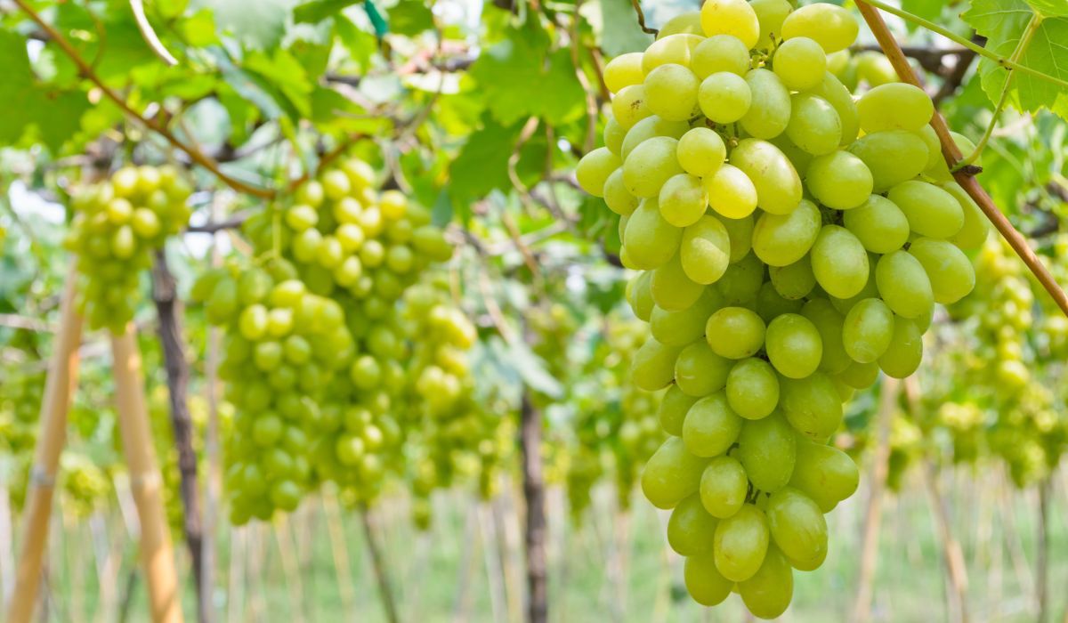 Do mrożenia idealnie sprawdzi się słodka odmiana winogron - Pyszności; Foto Canva.com