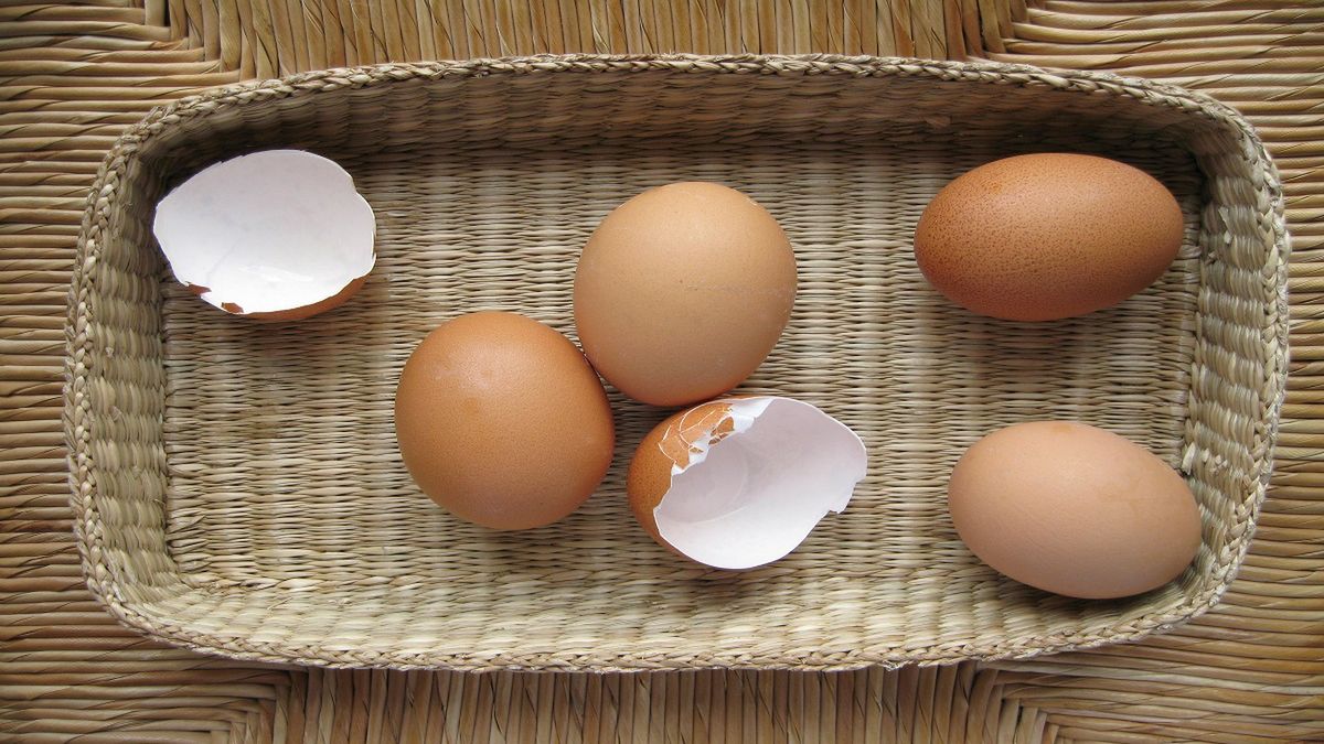 Skorupki po jajkach. Fot. AdobeStock