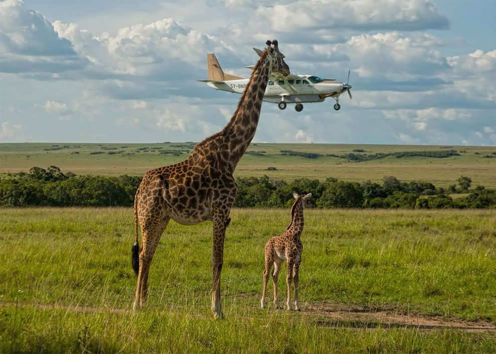 Najzabawniejsze zdjęcia finalistów The Comedy Wildlife Photography Awards 2017 24