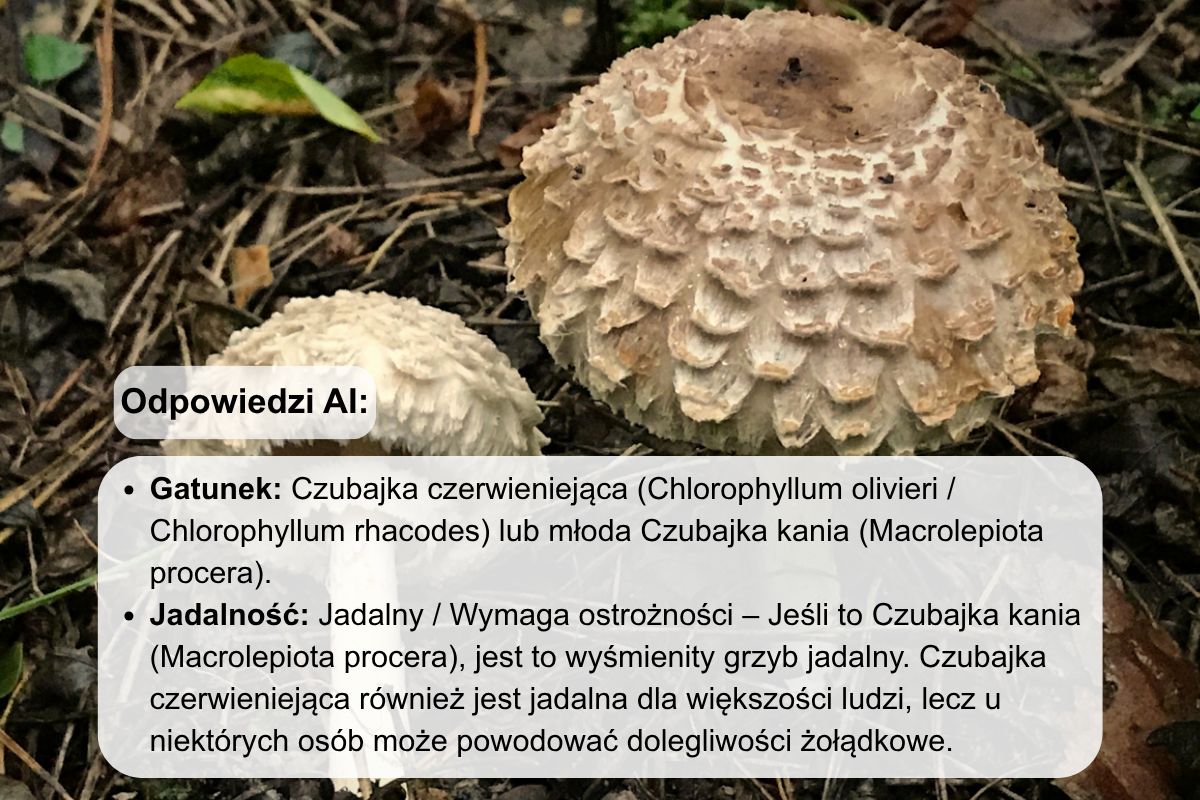 Gemini pogubiło się przy czubajniku ponurym