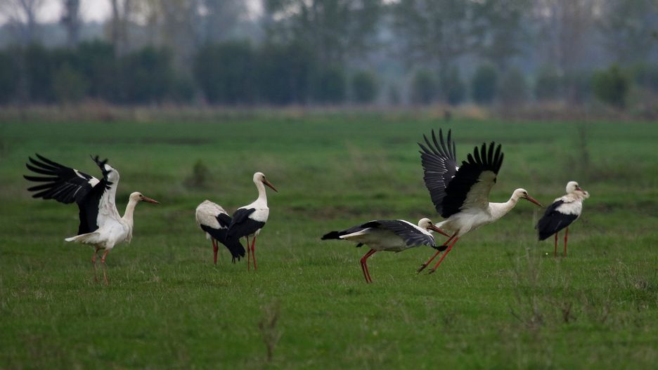 Bociany odlatują z Polski. Dokąd migrują?