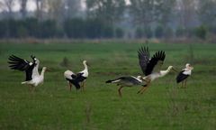 Kiedy odlatują bociany? Ptaki "już wyruszyły w drogę"