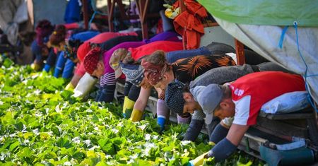 Niemcy. 174 zarażonych koronawirusem w gospodarstwie rolnym w Bawarii