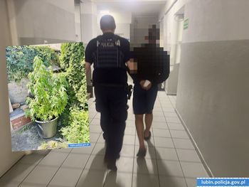 Ścinawa: Przyłapali go na kradzieży paliwa z maszyn budowlanych. W domu miał metrowy krzak konopi indyjskiej
