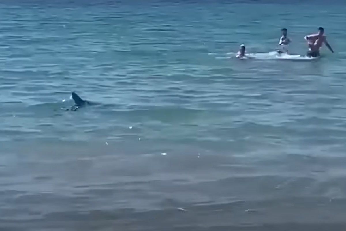 Rekin znów widziany u brzegów Ibizy. Kilka dni po ataku na turystę