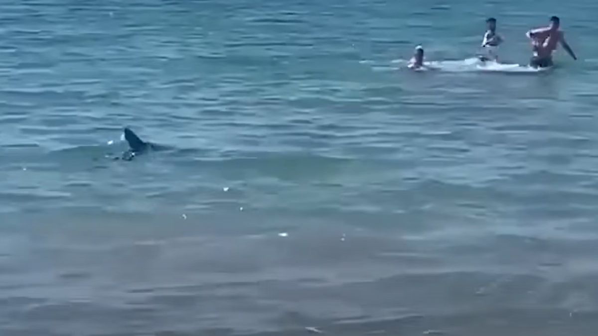 Jeszcze w tym miesiącu u wybrzeży Ibizy doszło do innego ataku rekina. Jedna osoba została ranna