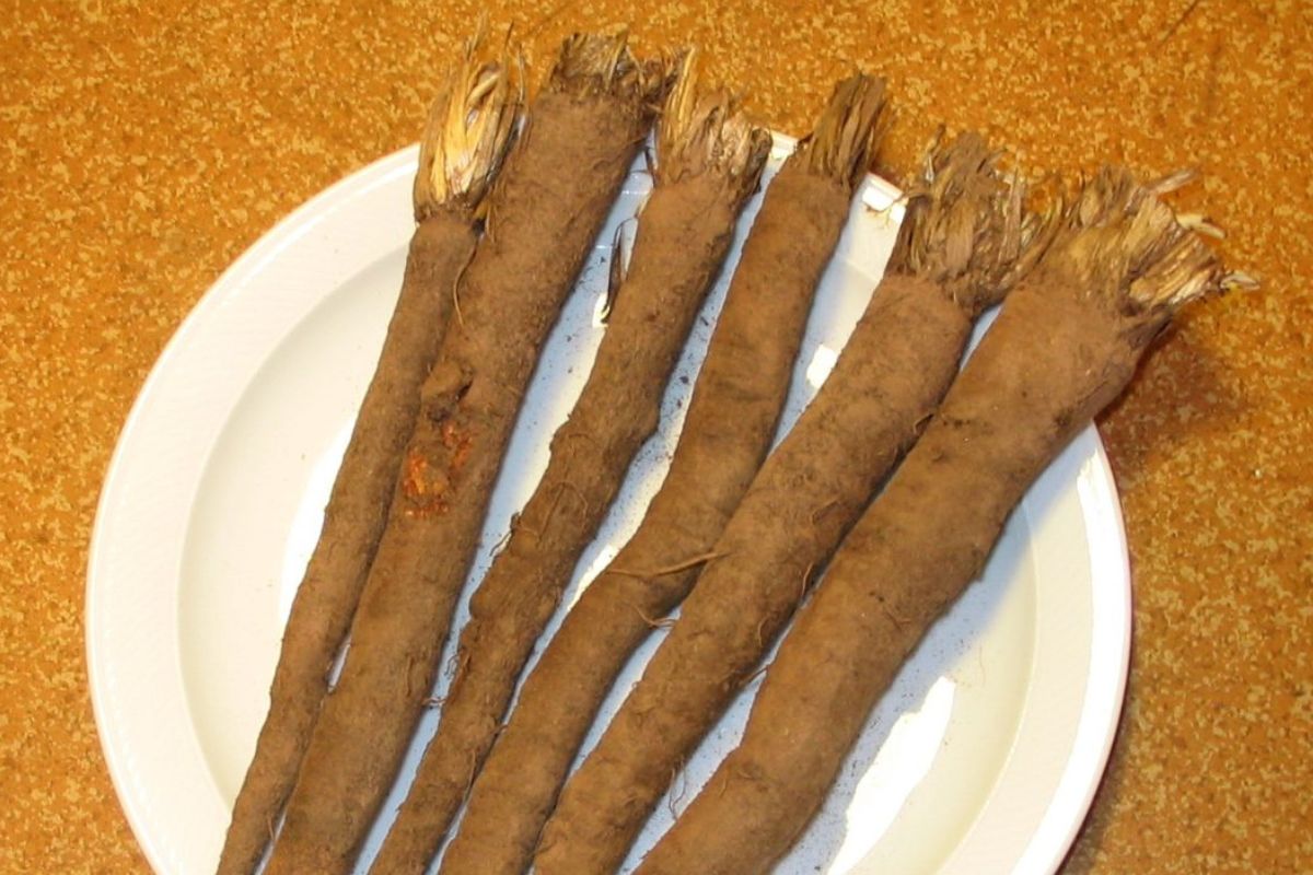 Black salsify looks and tastes like asparagus.