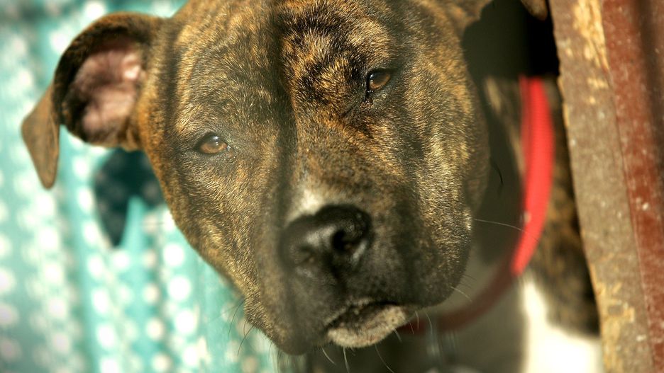 Amstaff, zdjęcie ilustracyjne