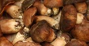 Powszechny mit o grzybach obalony. Wcale nie są bezwartościowe