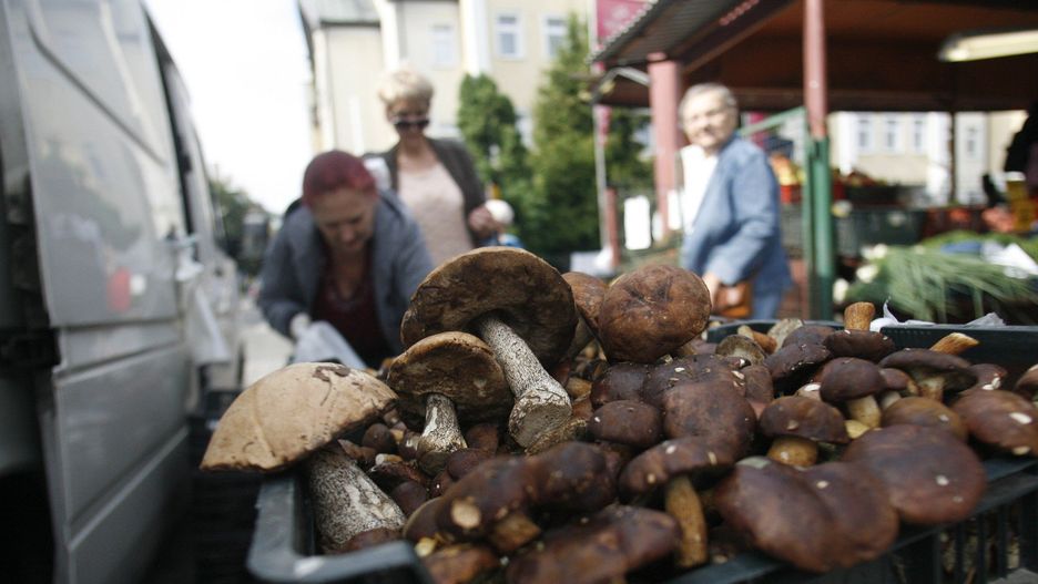 W tym roku kupując grzyby na straganie czy w sklepie musimy bardziej uważać. Przepisy nie ograniczają już sprzedaży grzybów do 48 godzin od zbioru