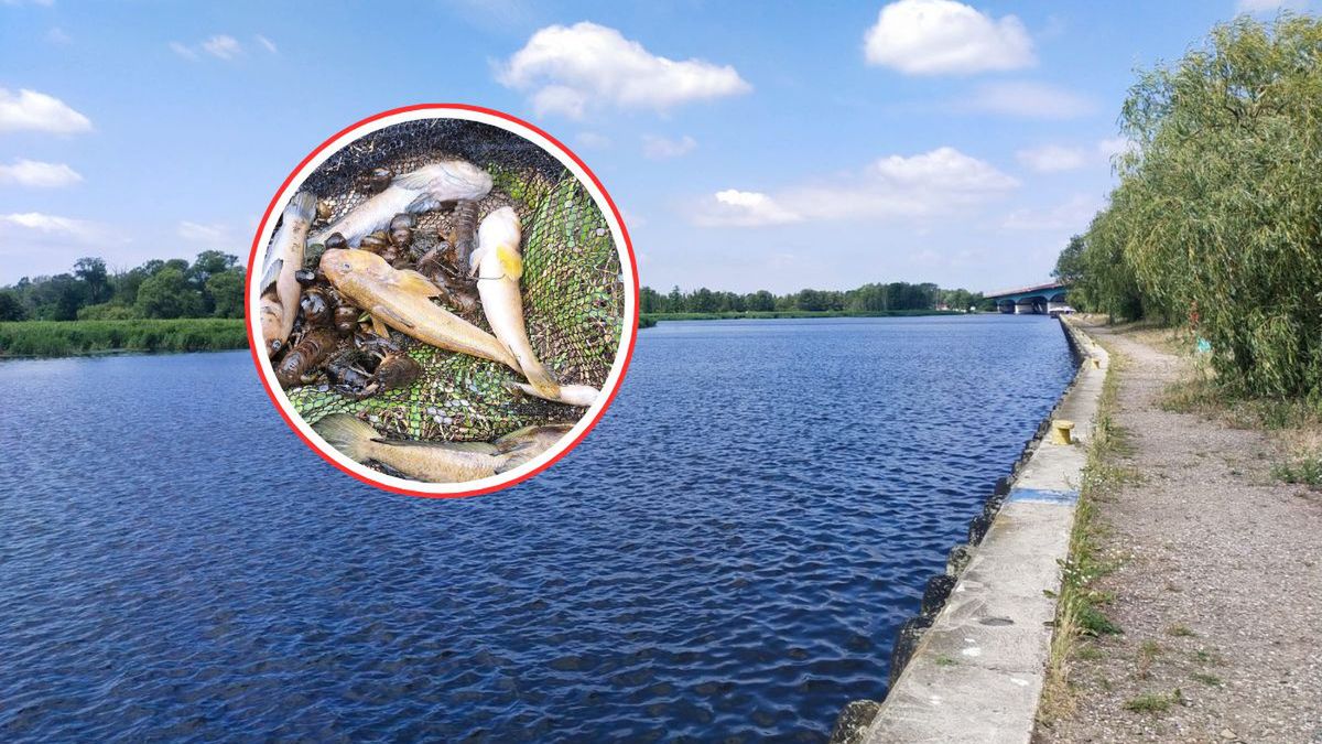 Śnięte ryby w Odrze. Służby w gotowości