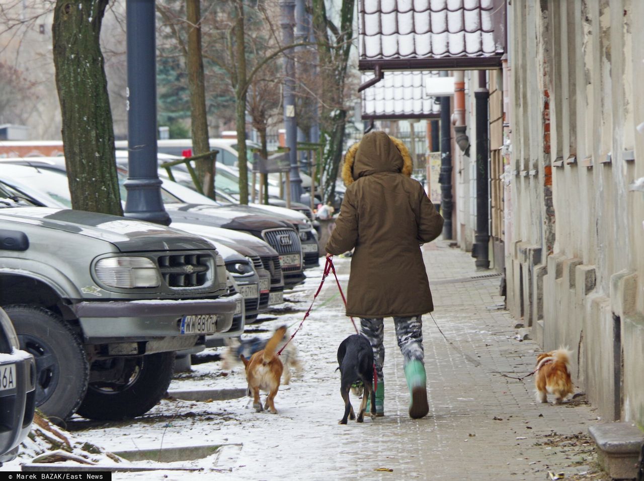 Właścicieli psów czekają zmiany. "Czas skończyć z fikcją"