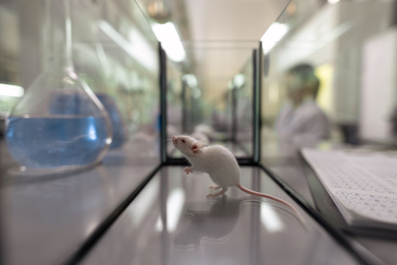 Scientists have grown "mini-antlers" on mice.