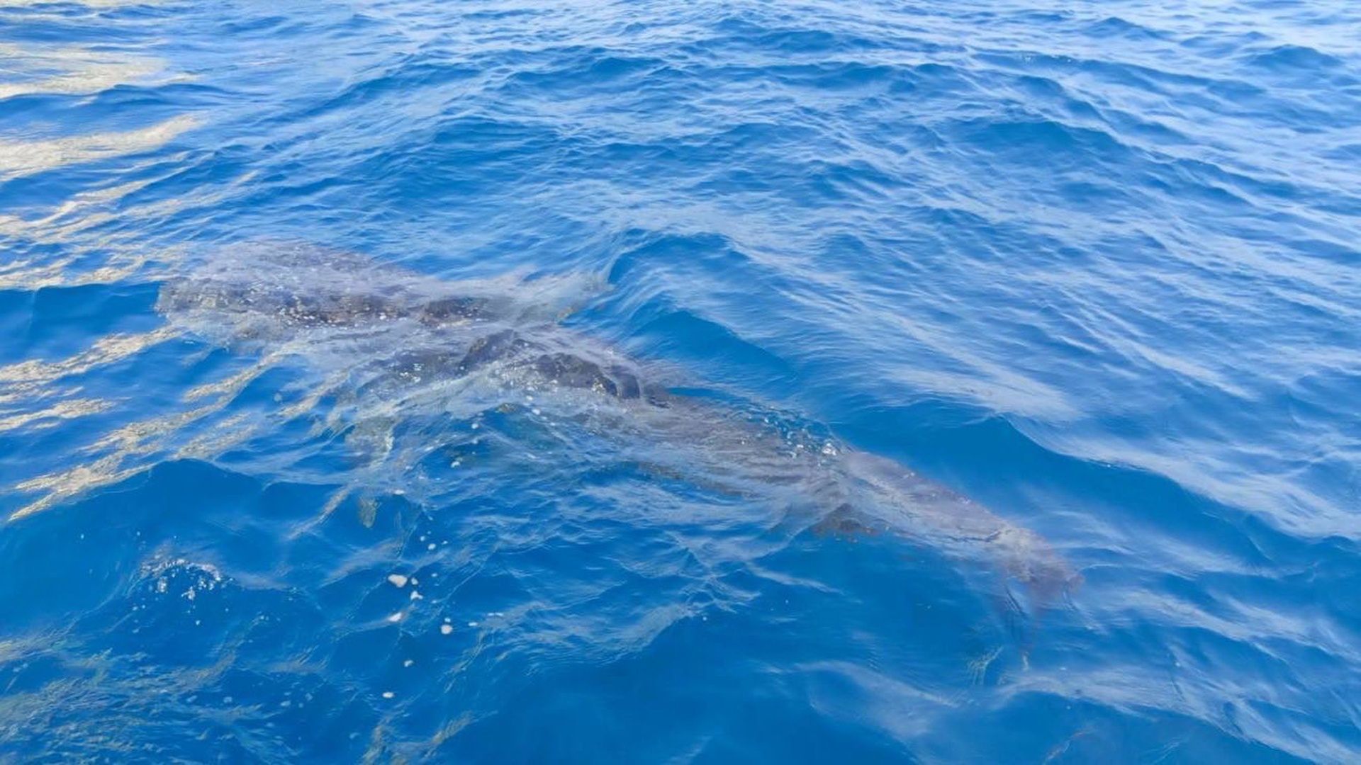 Rekin przeraził osoby, które przebywały w wodzie