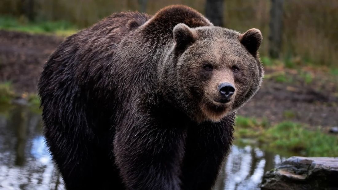 Rowerzyści spotkali niedźwiedzia
