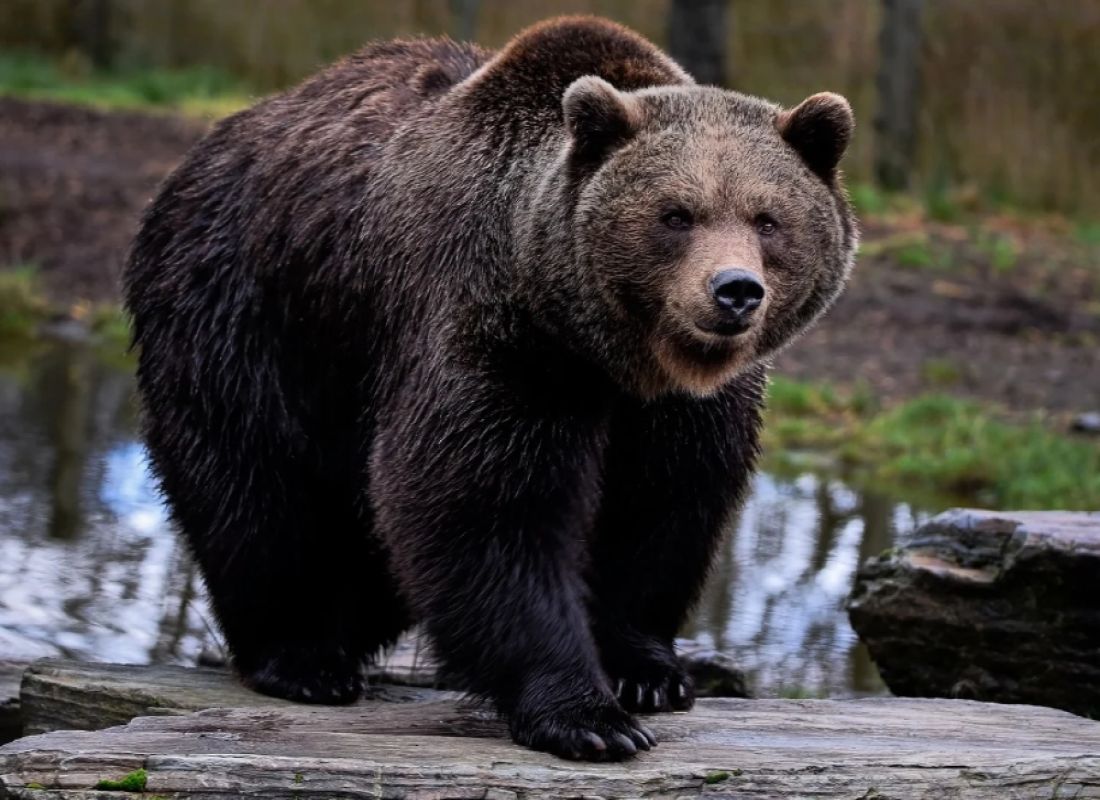 Niecodzienne spotkanie w sądeckich lasach. Turyści napotkali niedźwiedzia brunatnego
