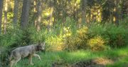 Nadleśnictwo Wałbrzych. Nie patrzcie na nie wilkiem. Powracają po latach do lasów
