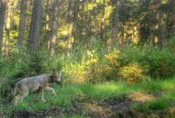 Nadleśnictwo Wałbrzych. Nie patrzcie na nie wilkiem. Powracają po latach do lasów