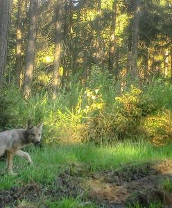 Nadleśnictwo Wałbrzych. Nie patrzcie na nie wilkiem. Powracają po latach do lasów