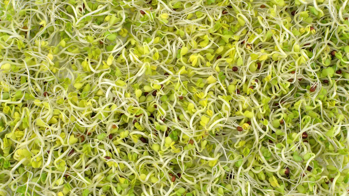 Kiełki brokuła są zdrowe i świetnie smakują