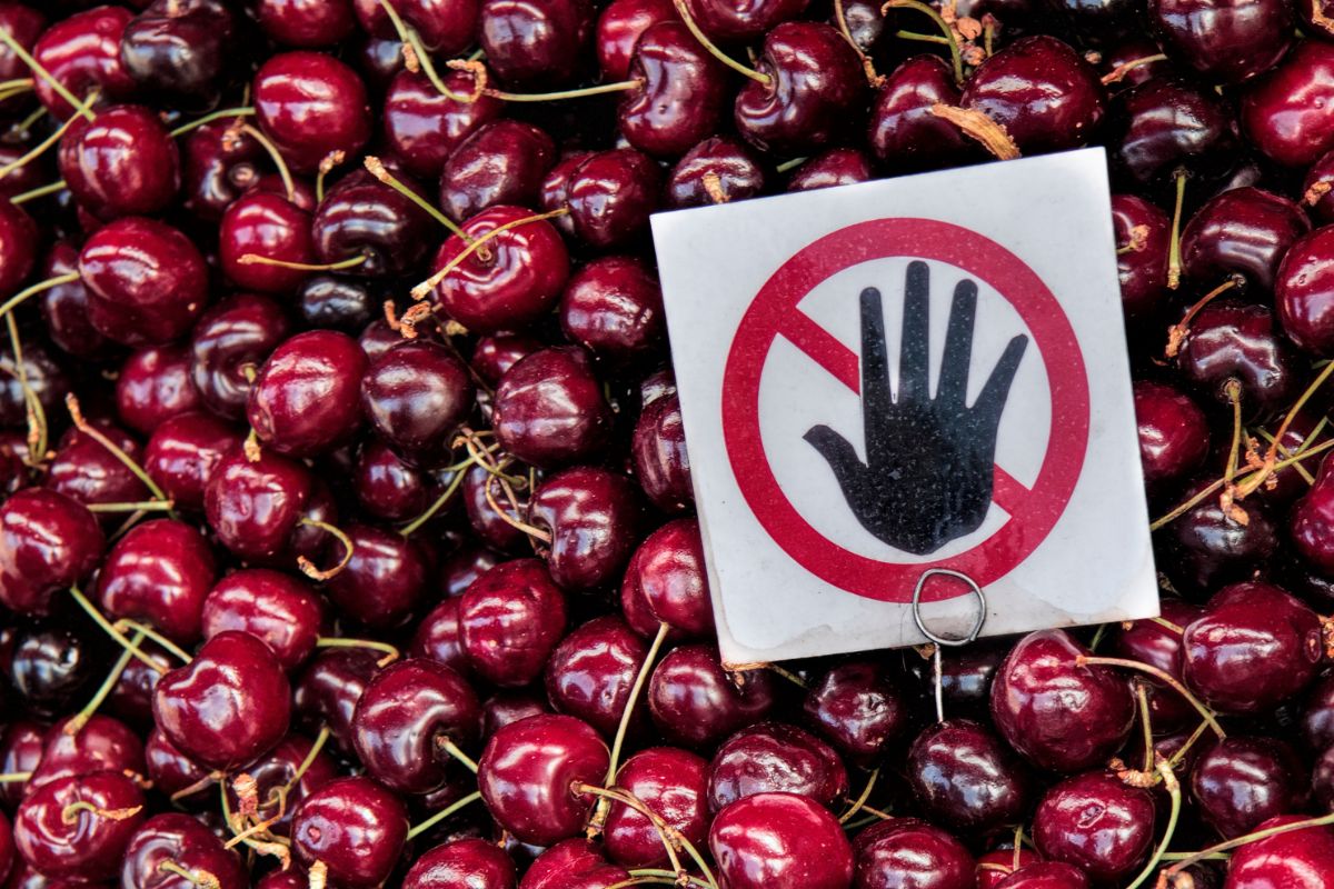 Jak rozpoznać, że czereśnie są robaczywe? Zwróć uwagę na ten szczegół