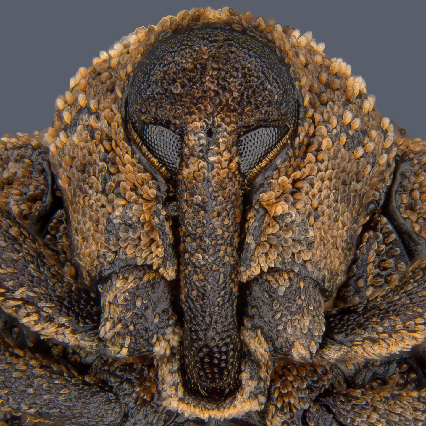 Niesamowity świat widziany z bardzo bliska - Nikon Small World 2018 8