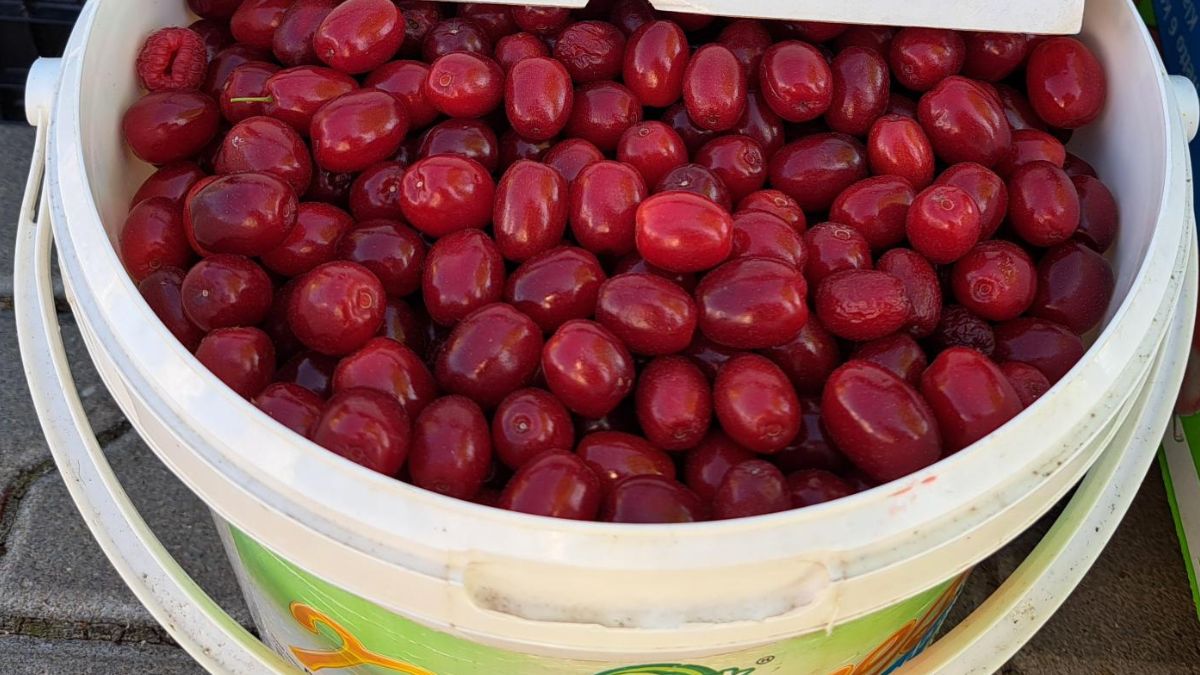 Dereń wraca do łask