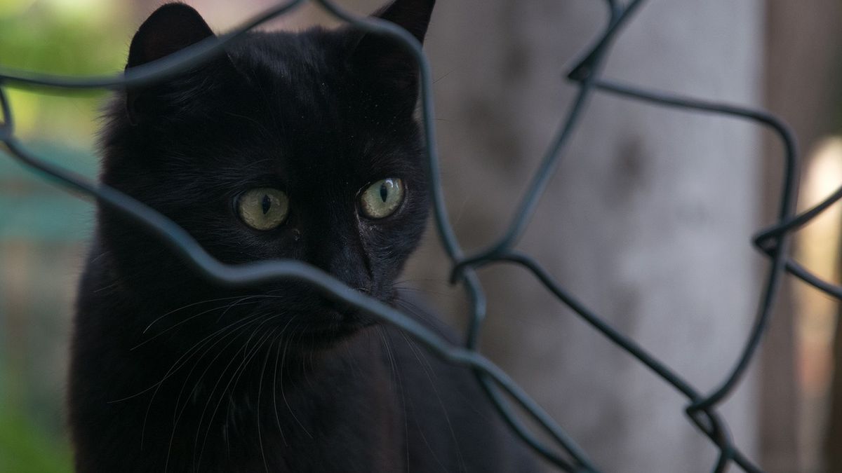 Australia. Mężczyzna groził bronią pracownicy schroniska