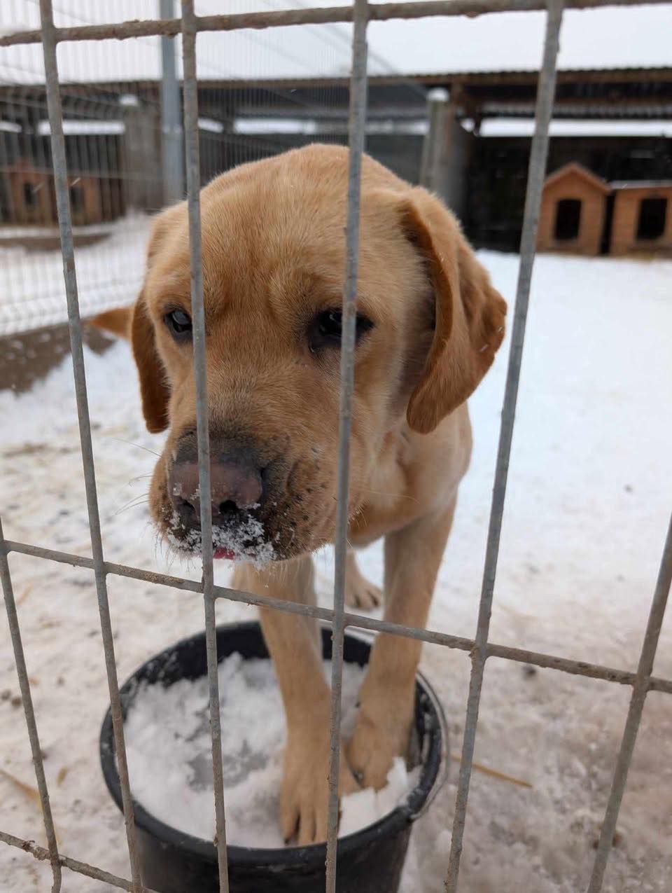 Akcja ratunkowa zwierzaków ze schroniska Kocham Psisko!