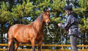 Podstawy treningu naturalnego. ALFA HORSE (Poziom 1). Program pracy na linie dla każdego