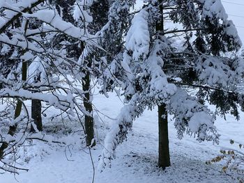 Tarnów: Połamane drzewa w powiecie po jesiennym ataku zimy. Strażacy mają pełne ręce roboty